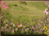 church and iris 4.jpg (589390 bytes)