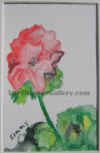 twin flowers westTTG.jpg (106906 bytes)